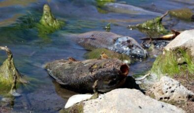 Baraj gölünde korkutan balık ölümleri