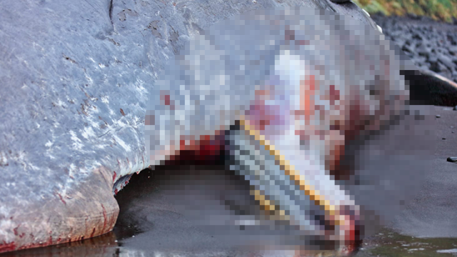 500 Bin Euro Değerindeki Amber,Dişli Balinaların En Büyüğü Olan İspermeçet Balinasının Ölümüne Sebep oldu