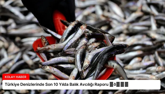 Türkiye Denizlerinde Son 10 Yılda Balık Avcılığı Raporu ⏬👇