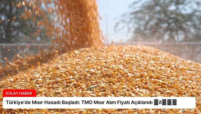 Türkiye’de Mısır Hasadı Başladı: TMO Mısır Alım Fiyatı Açıklandı ⏬👇