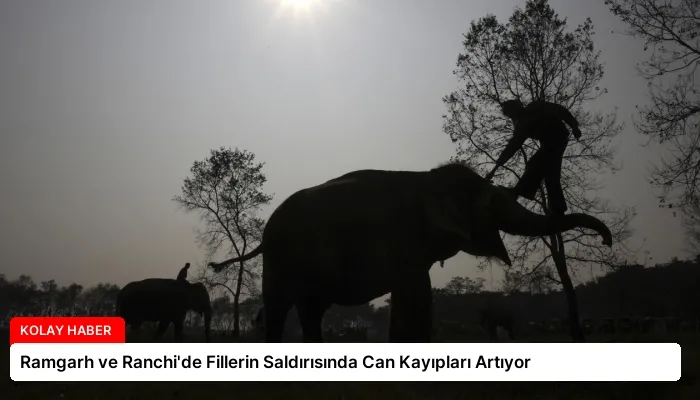 Ramgarh ve Ranchi’de Fillerin Saldırısında Can Kayıpları Artıyor