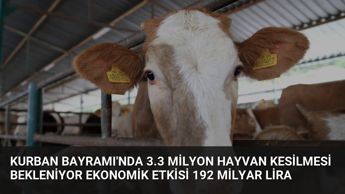 Kurban Bayramı’nda 3.3 Milyon Hayvan Kesilmesi Bekleniyor Ekonomik Etkisi 192 Milyar Lira